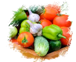 Dubai Vegetable Supplier Decoration