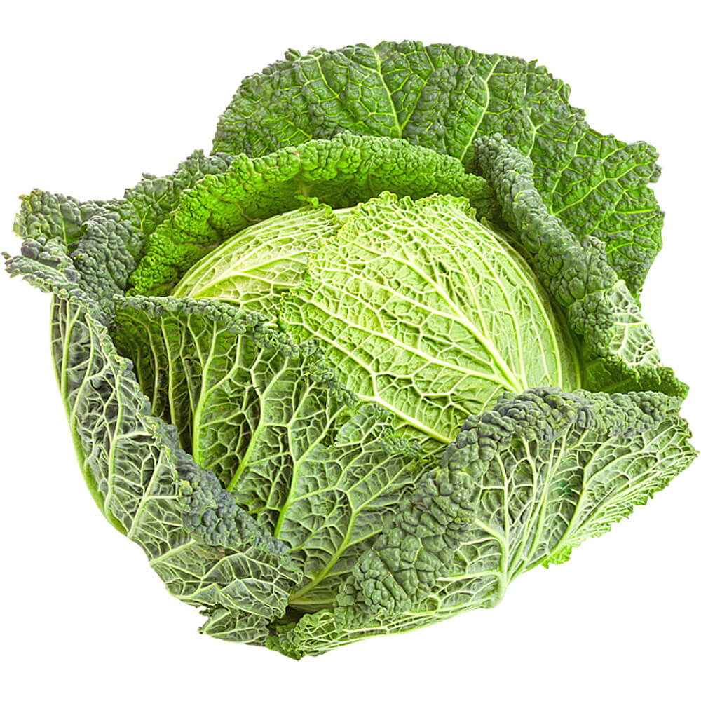 Premium Savoy Cabbage Holland Wholesale Dubai