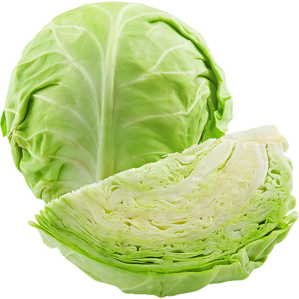 Fresh White Organic Cabbage Importer and Supplier in Dubai UAE