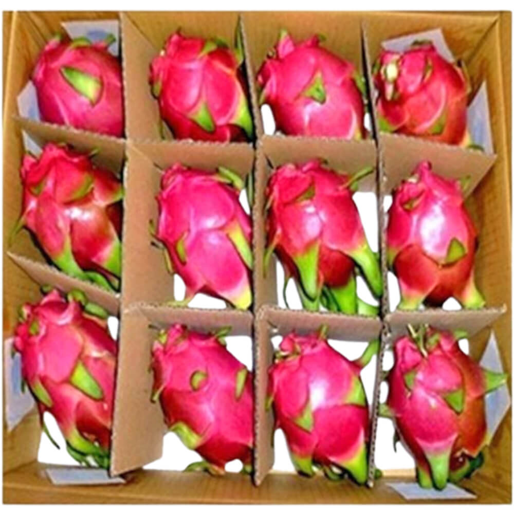 Vietnam Red Dragon Fruit Bulk Box Dubai