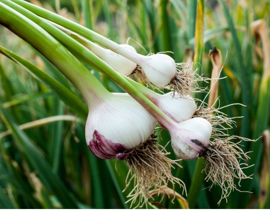 Fresh Micro Garlic Chives Dubai