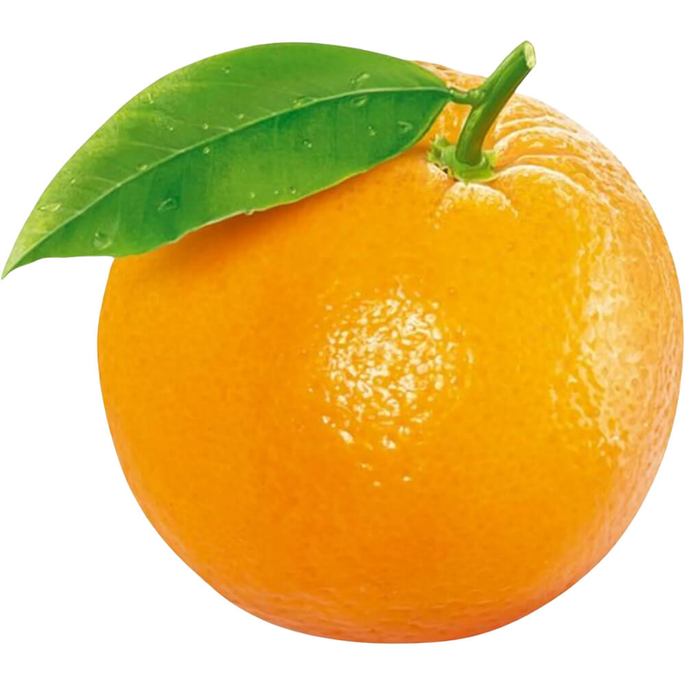 Premium South African Valencia Orange Export