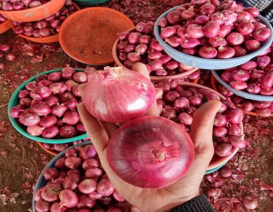 Bulk Red Onion Supplier UAE Market