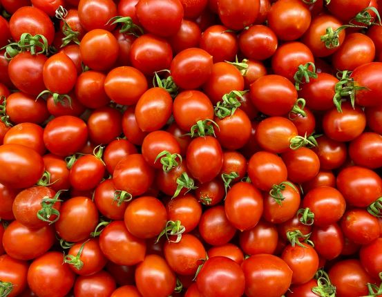 Best Tomato Importer in Dubai Market
