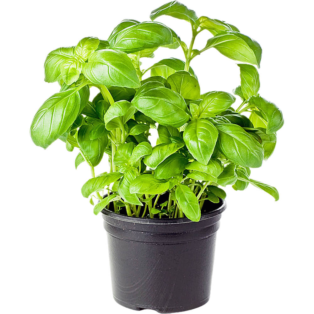 basil pot dubai uae