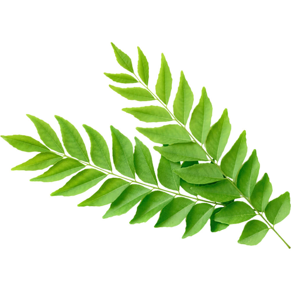 curry leaves dubai uae