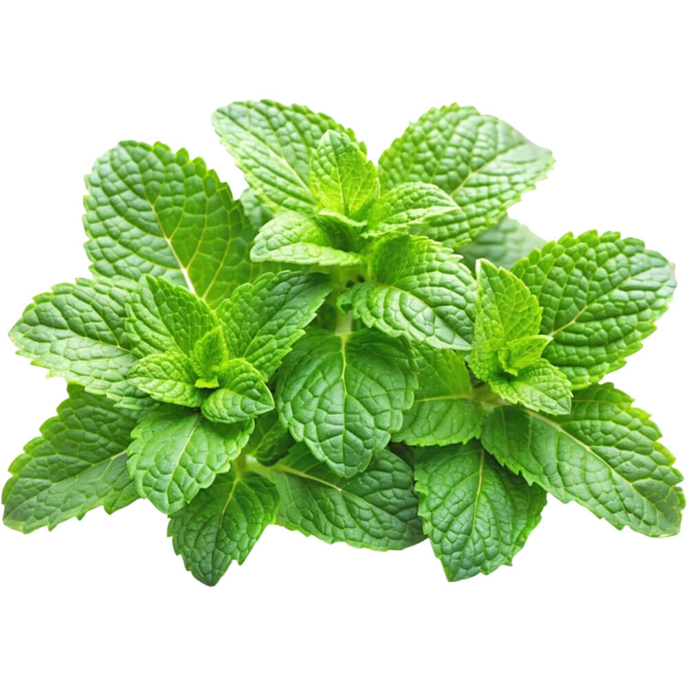 mint-leaves-loose-uae-dubai-uae
