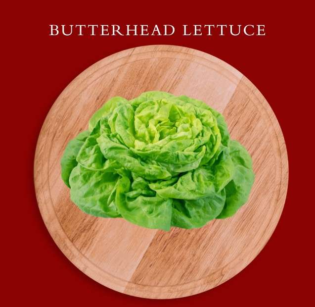 Butter Head Lettuce