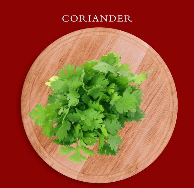 Coriander