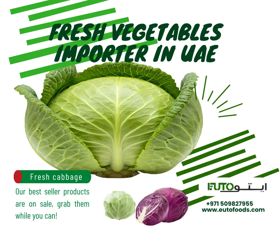 cabbage importer dubai